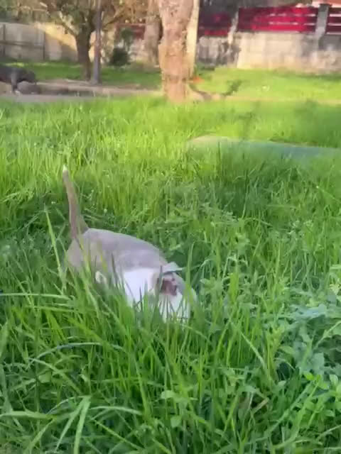 American Bully perros en venta: Preciosa camada de American Bully  - Video 1