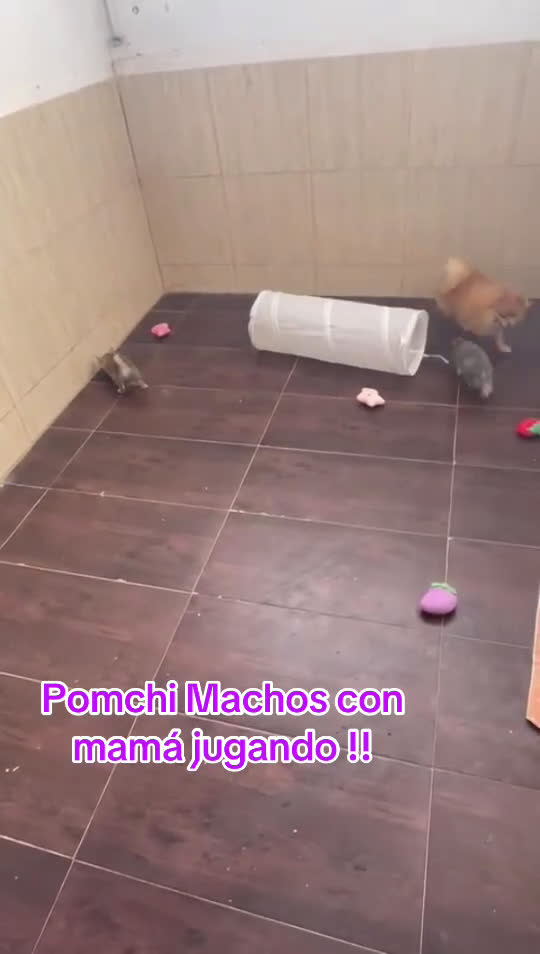 Pomchi perros en venta: Pomchi simpatiquísimos !!! - Video 1