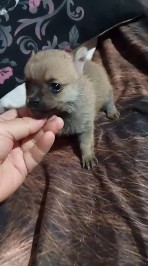 Pomchi perros en venta: Pomchi macho sable - Video 1