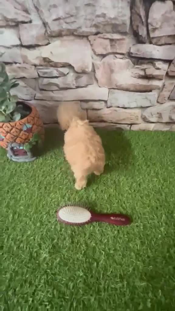 Caniche Toy perros en venta: CANICHE MINI TOY HEMBRA - Video 1