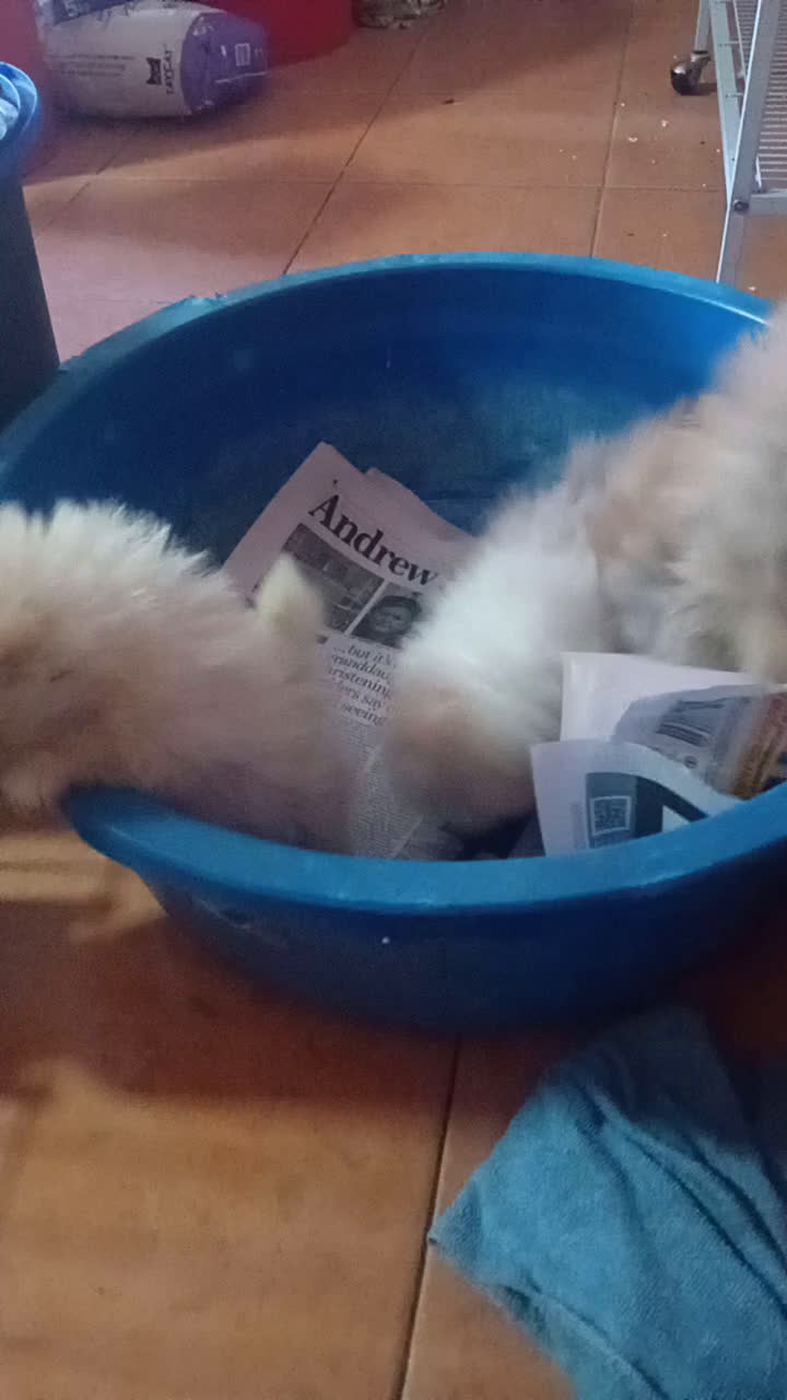 Pomerania perros en venta: ‼️POMERANIAS AMERICANOS TAMAÑO TOY  - Video 1