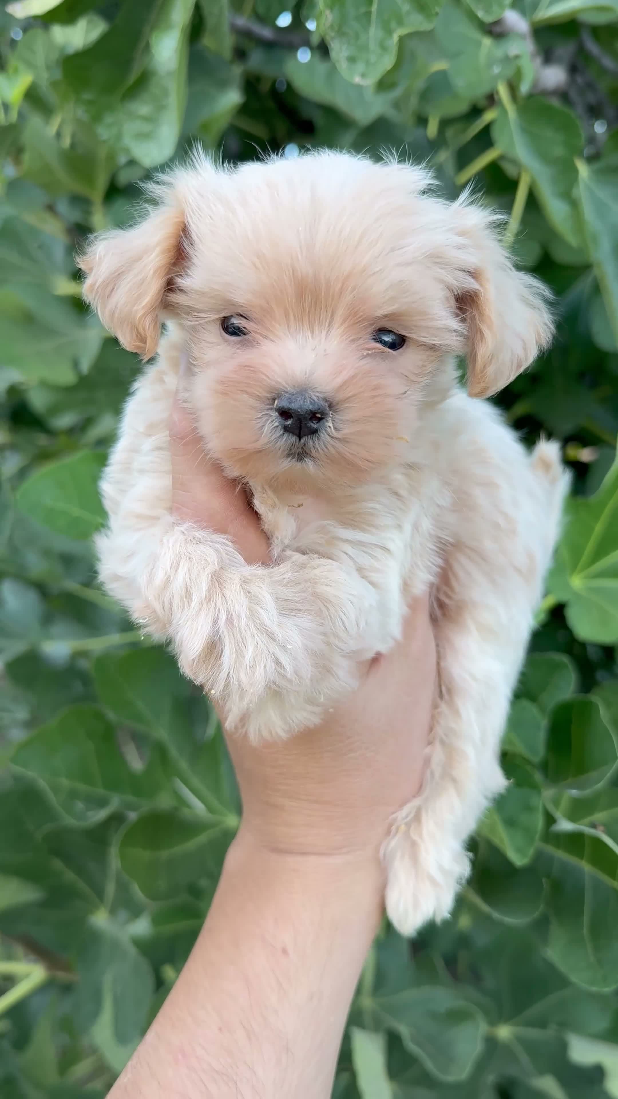Maltipoo perros en venta: Maltipoo - Video 1