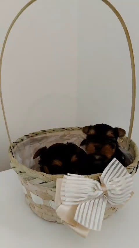 Yorkshire Terrier perros en venta: Espectaculares machitos - Video 1
