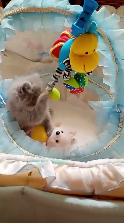 Persa gatos en venta: Gatitos persa Himalayos  - Video 4