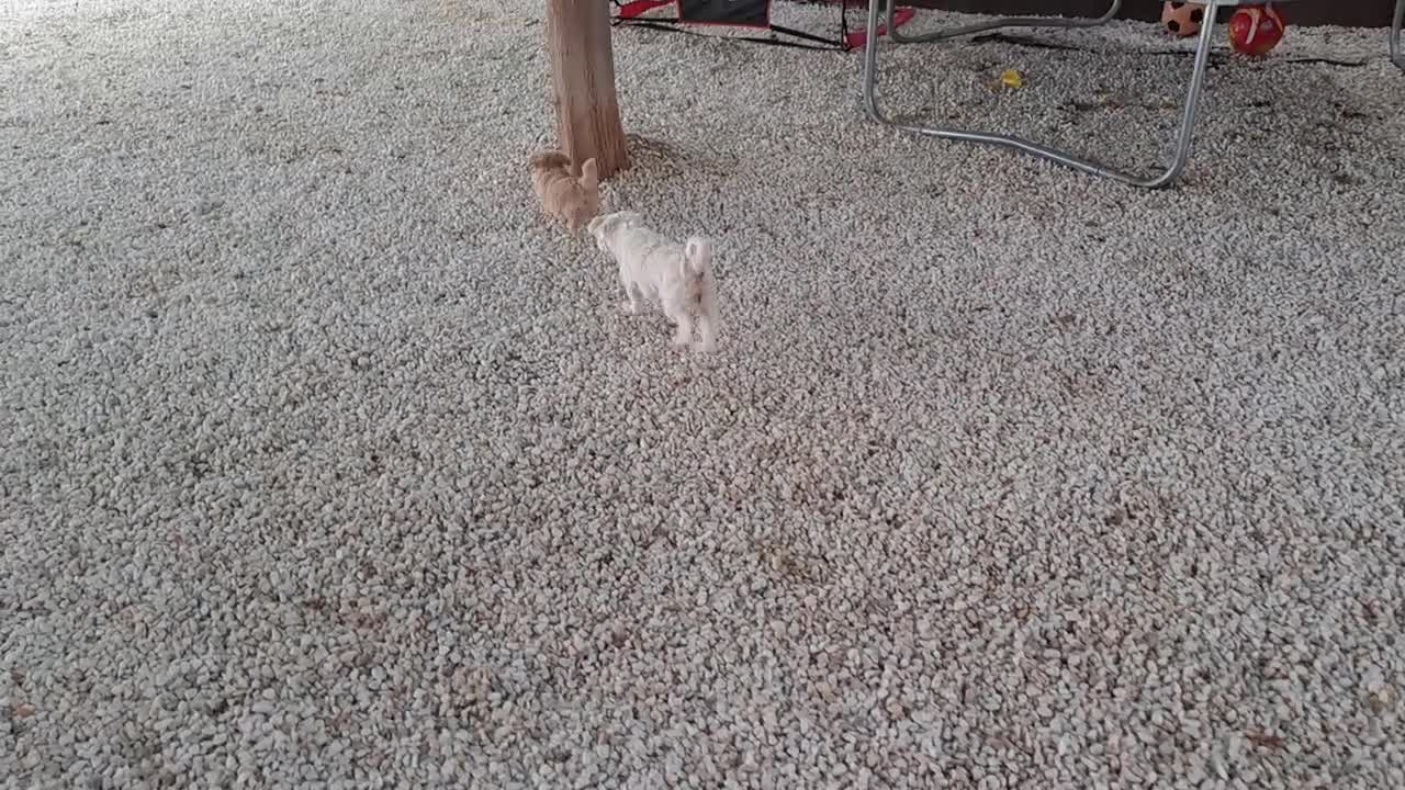 Maltipoo perros en venta: Maltipoo Toy Apricot  - Video 3