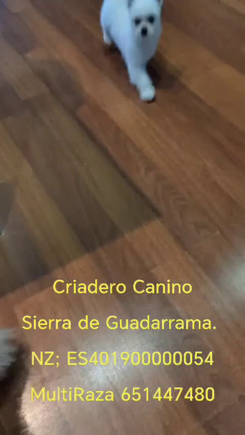 Otras razas perros en venta: Cachorro de Maltipom en Segovia - Video 1