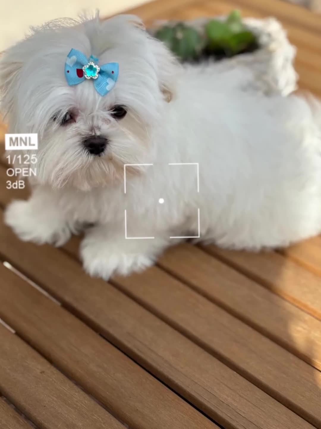 Bichón Maltés perros en venta: Bichon Maltés toy  - Video 1