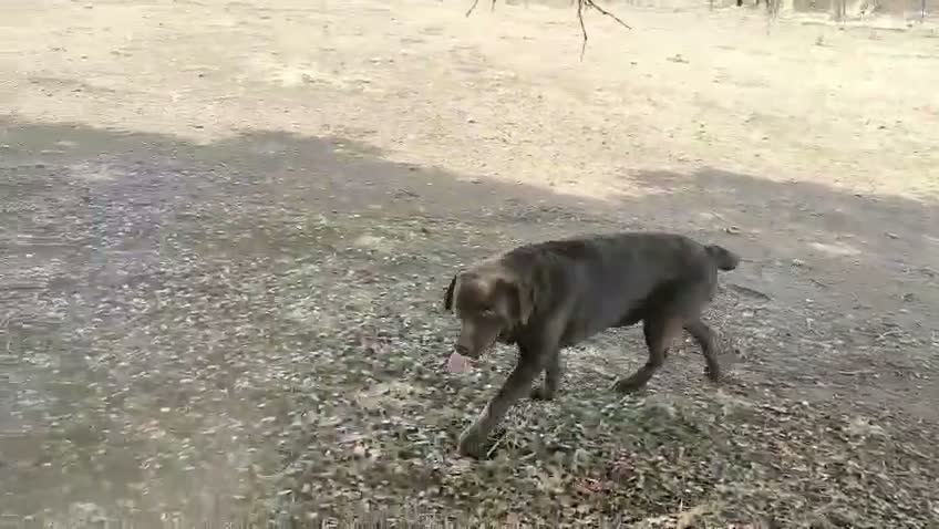 Labrador Retriever perros en venta: labrador chocolate - Video 1