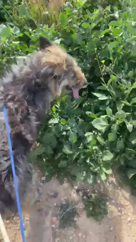 Raza Mixta perros en venta: Pastor cruzado macho - Video 2