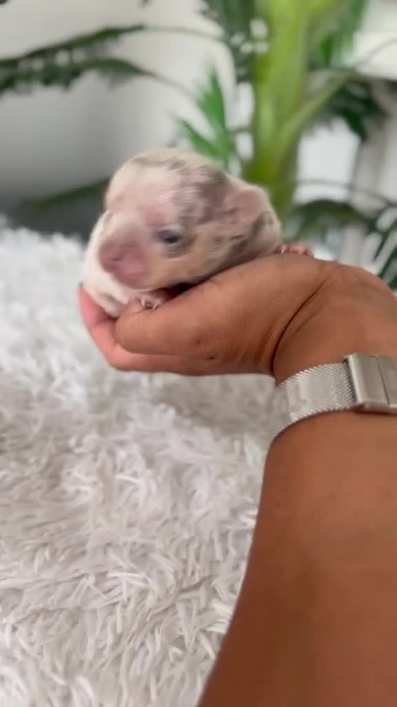 Chihuahua perros en venta: CHIHUAHUA 🎀 - Video 1
