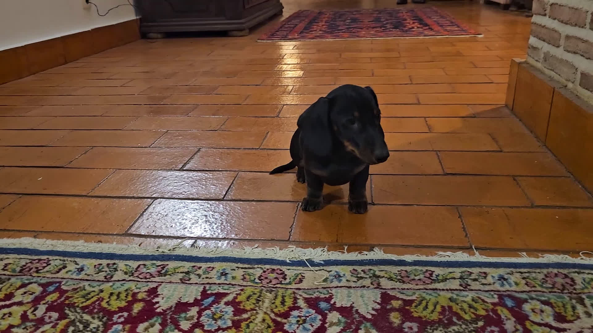 Teckel Miniatura perros en venta: Teckel mini - Video 1