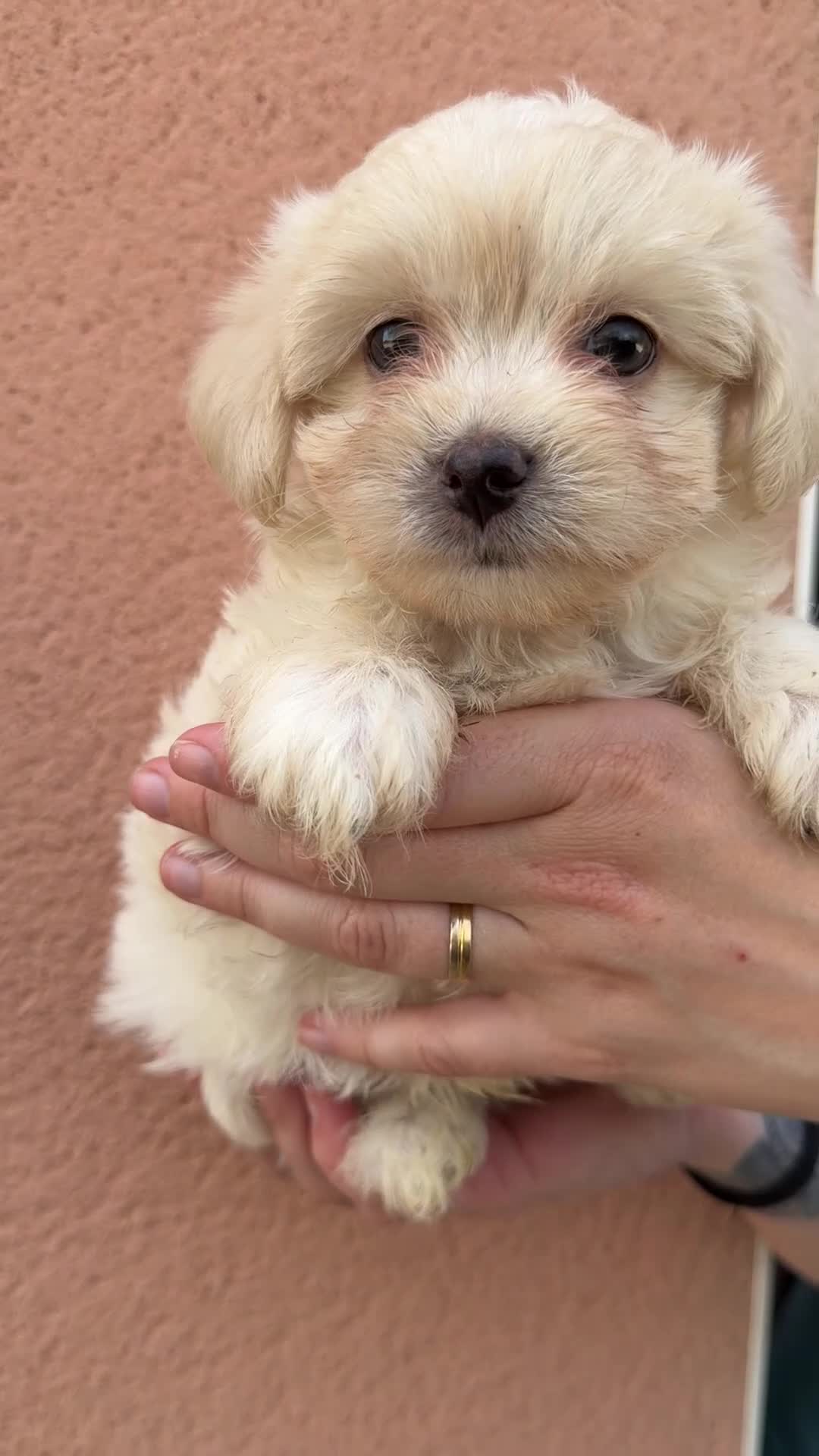Bichón Maltés perros en venta: Bichon Maltes macho  - Video 1