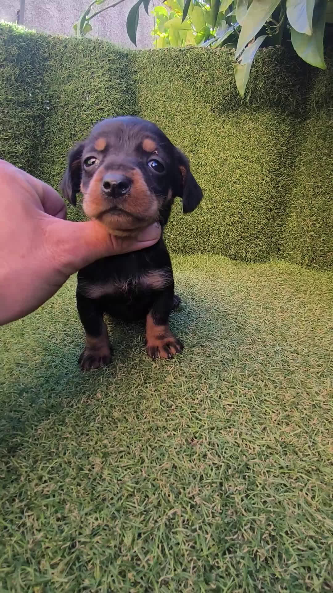 Teckel Miniatura perros en venta: camada teckel miniatura  - Video 2