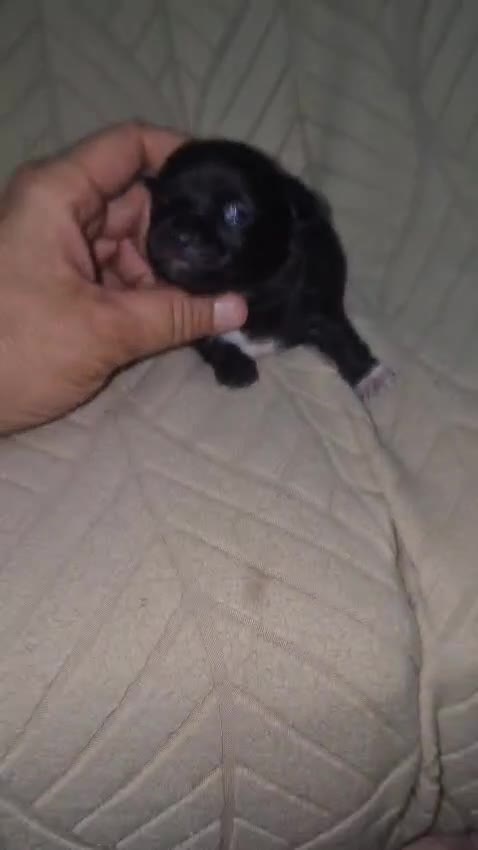 Chihuahua perros en venta: Chihuahua  - Video 1