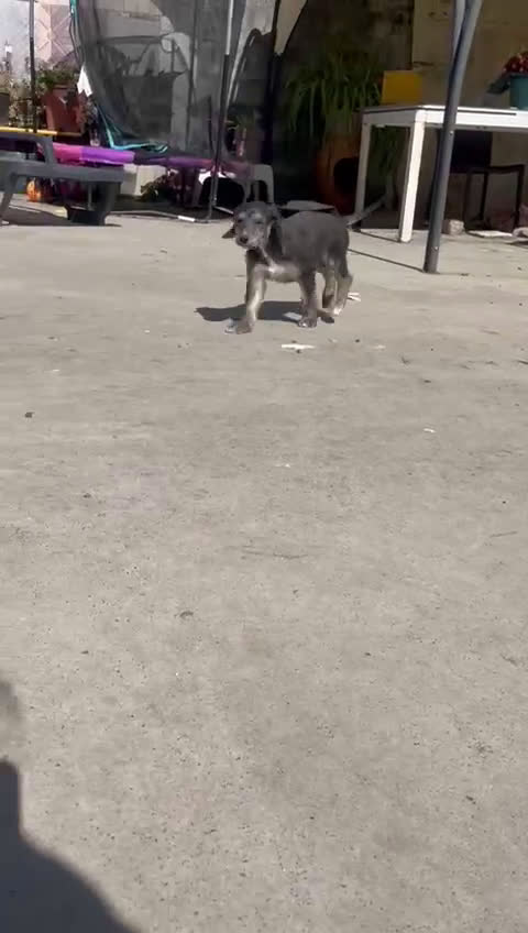 Galgo Afgano perros en venta: Galgo afganos disponible maravillosos  - Video 1