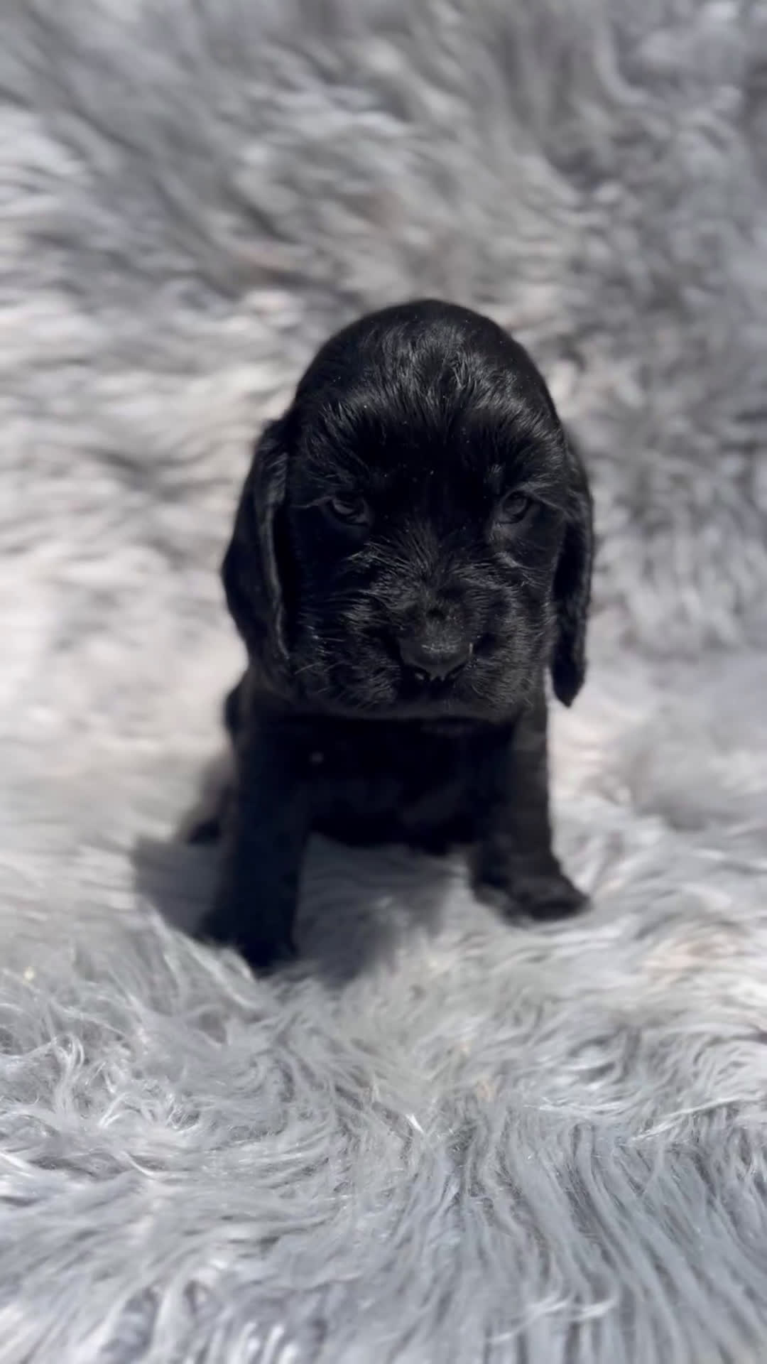 Cocker Spaniel Inglés perros en venta: Cocker negro macho  - Video 1