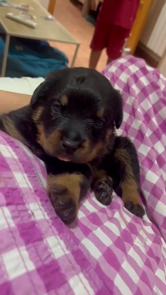 Rottweiler perros en venta: PRECIOSOS CACHORROS DE ROTTWEILER - Video 3