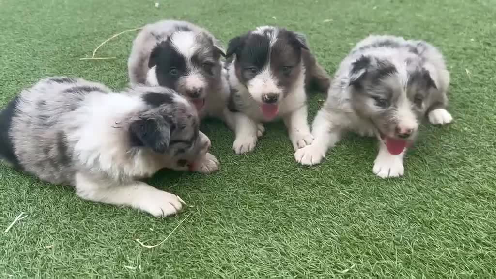 Border Collie perros en venta: Border Collie  - Video 2