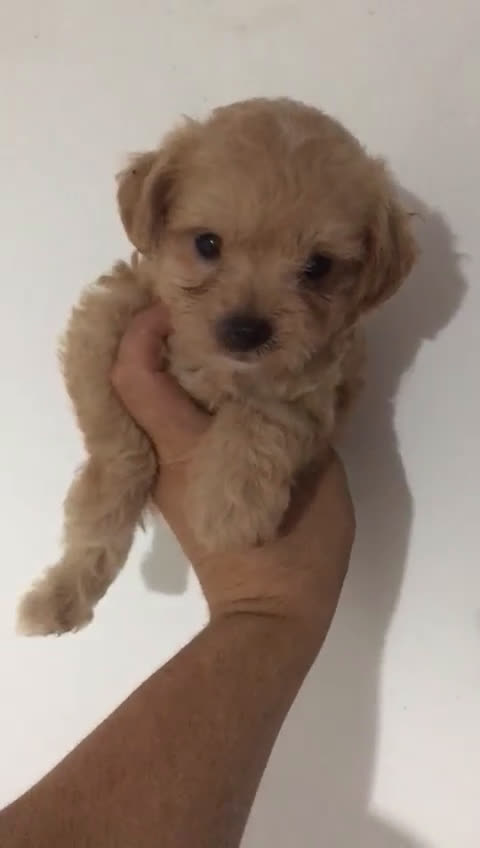 Maltipoo perros en venta: Maltipoo rojos y apricot  - Video 1