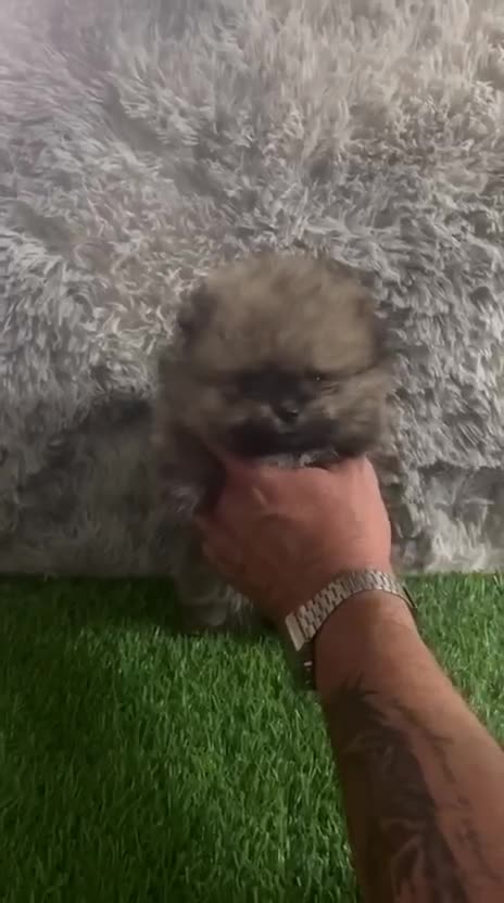 Pomerania perros en venta: POMERANIA MINI TOY SABLE - Video 1