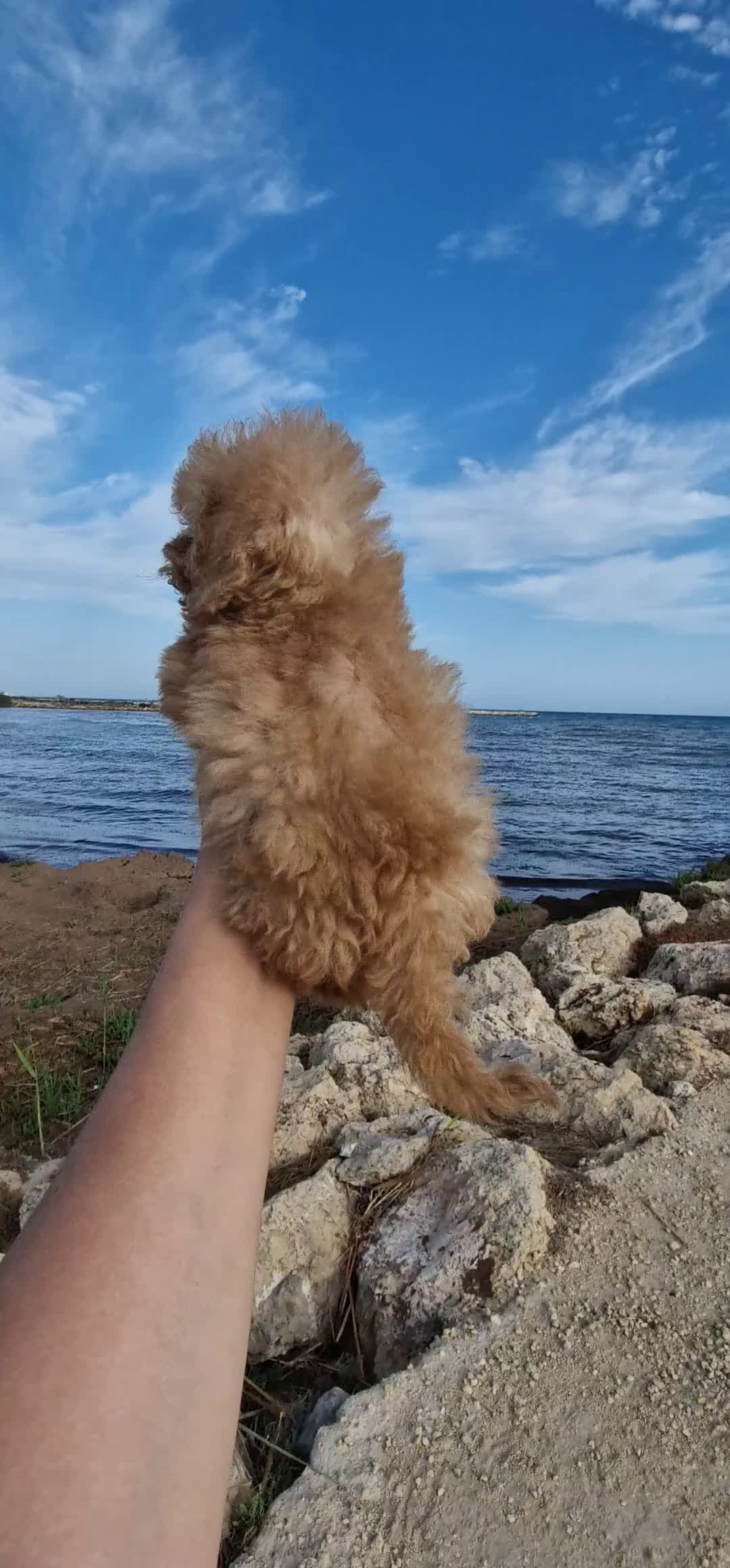 Caniche Toy perros en venta: HEMBRA CANICHE TOY - Video 1