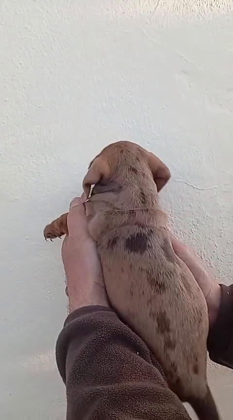 Teckel Miniatura perros en venta: Teckel arlequín chocolate miniatura  - Video 4