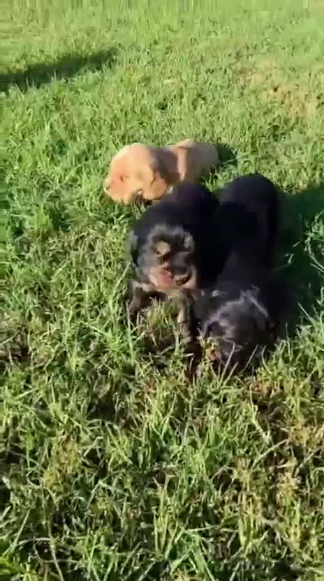 Cocker Spaniel Inglés perros en venta: COCKER SPANIEL INGLES - Video 1