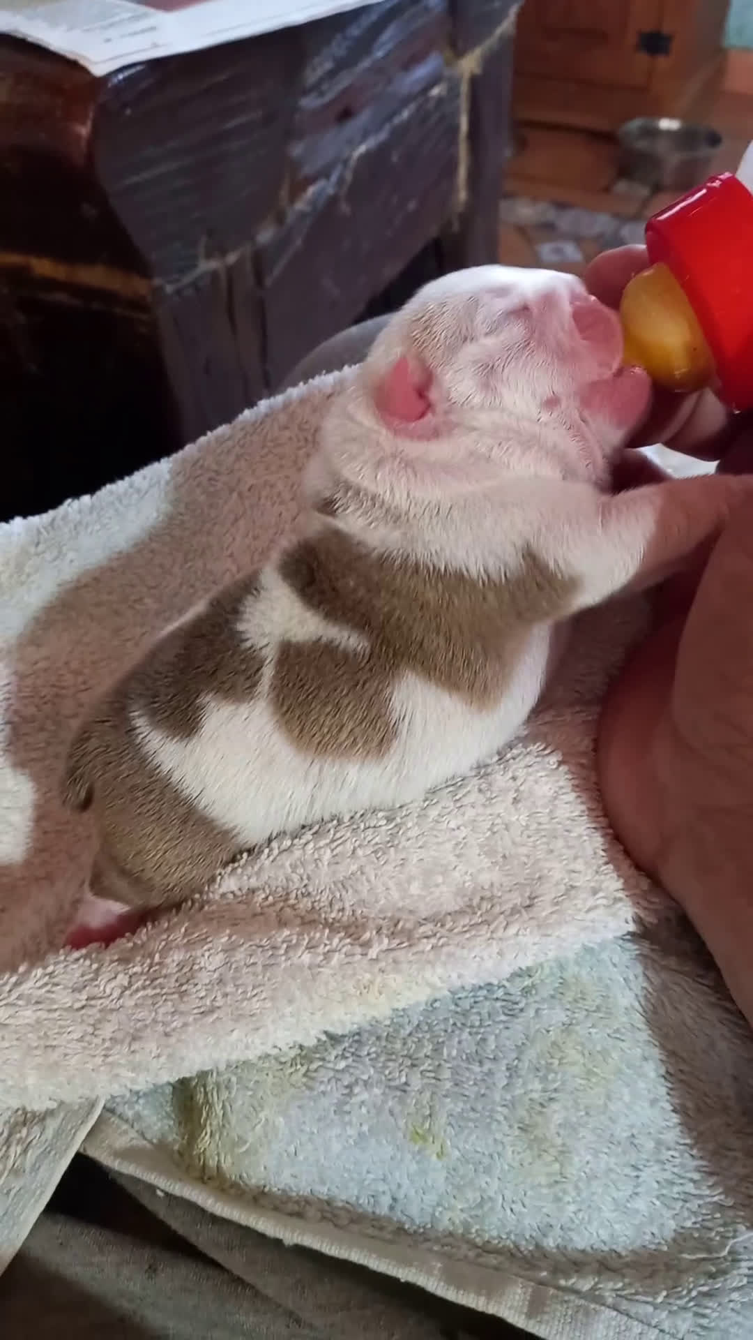 Bulldog Inglés perros en venta: Bulldog ingles, próxima camada - Video 1