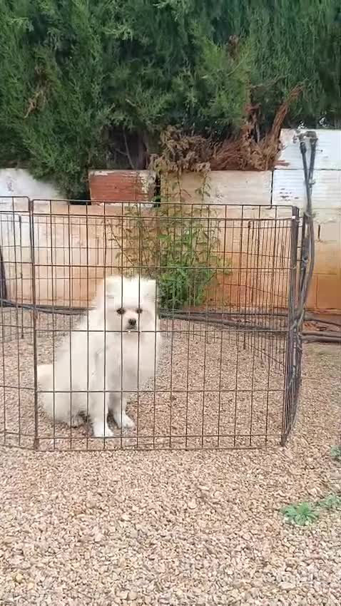 Pomerania perros en venta: Pomerania  - Video 1