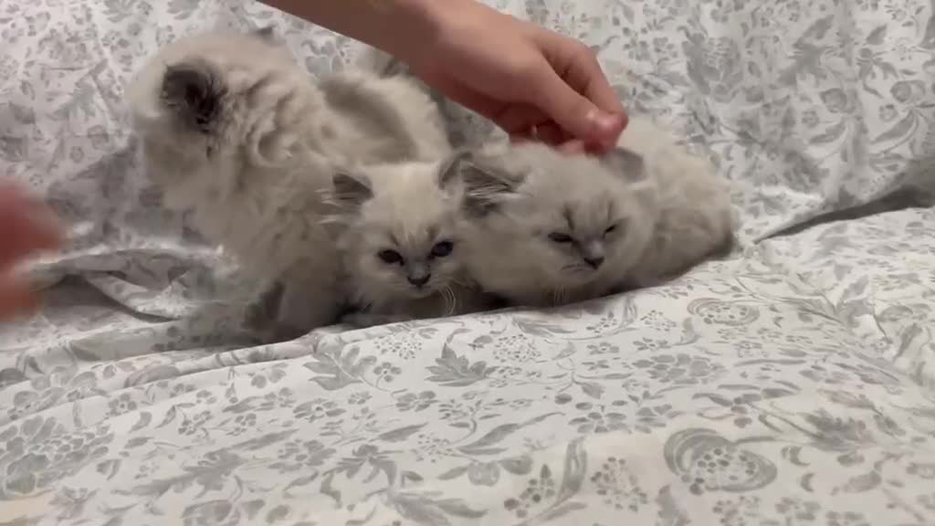 Himalayo gatos en venta: Himalayos 641387649 - Video 1
