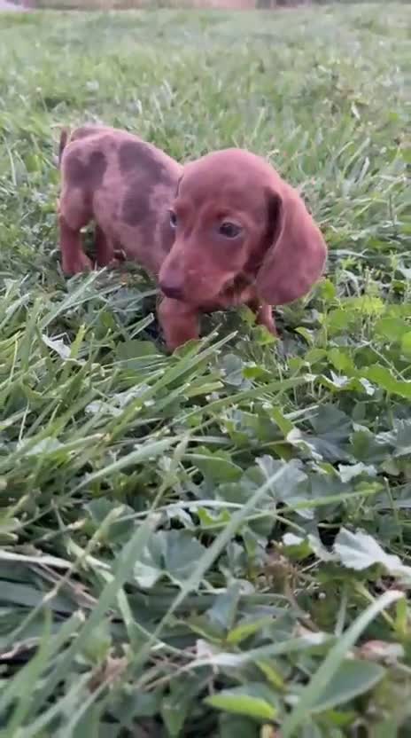 Teckel Miniatura perros en venta: Teckel Kaninchen Merle chocolate - Video 1