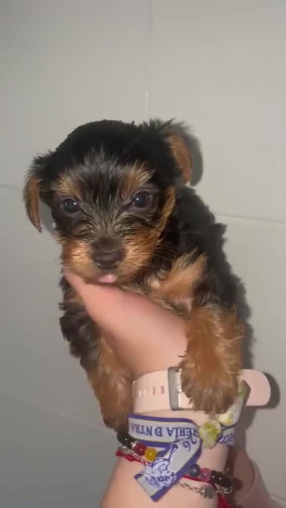 Yorkshire Terrier perros en venta: Yorkshire Terrier  - Video 2