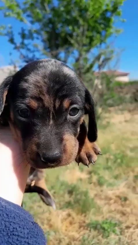 Teckel perros en venta: Camada cachorros raza Teckel  - Video 4