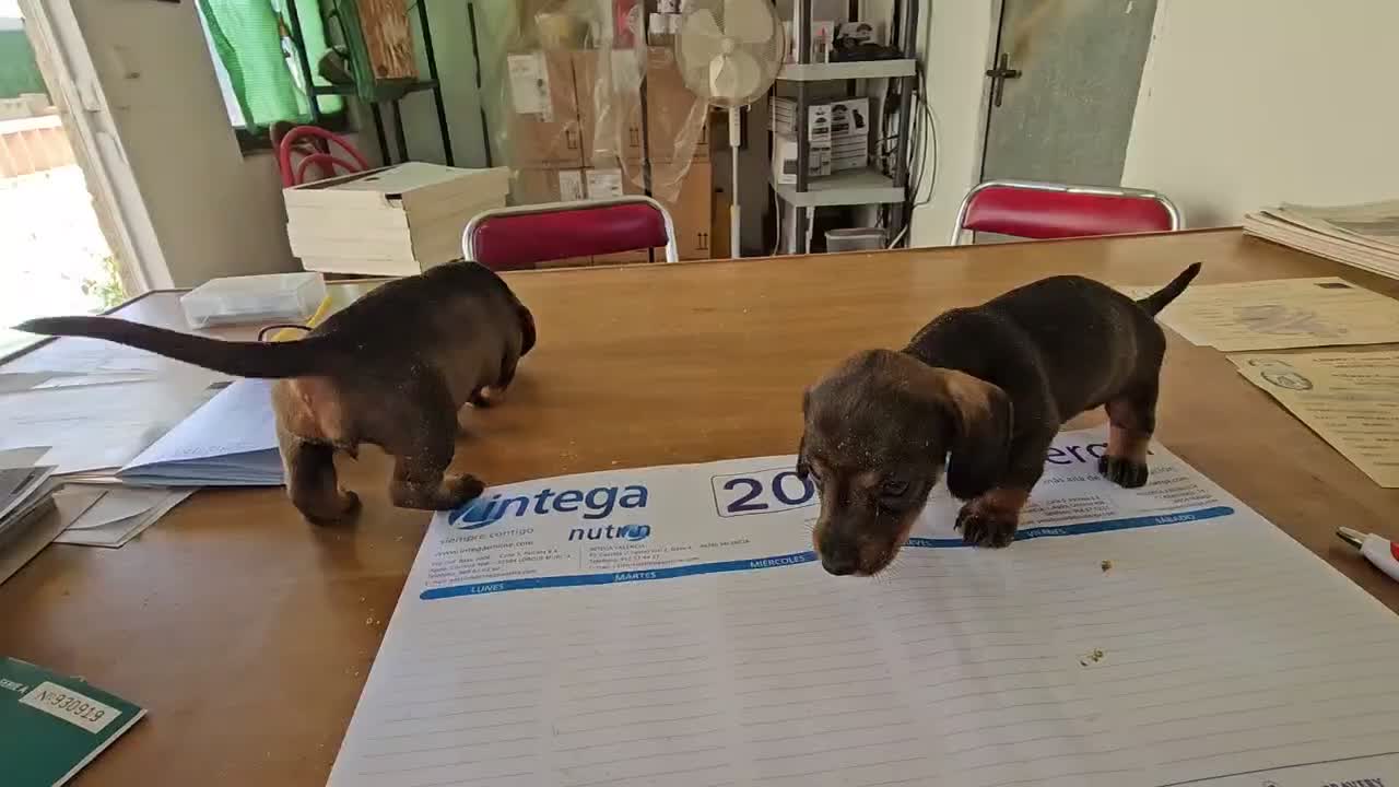 Teckel perros en venta: Cachorritos teckel KaniChen  - Video 2