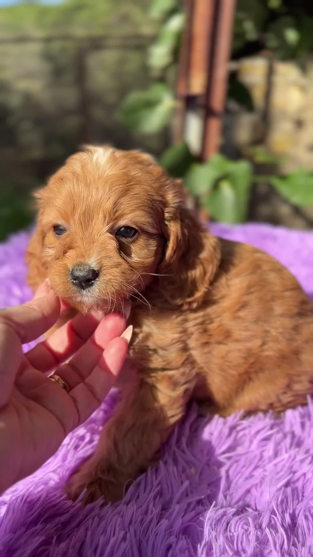 Cavapoo perros en venta: Cavapoo roja  - Video 1