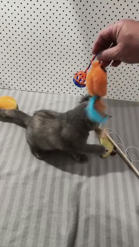 Británico de Pelo Corto gatos en venta: BRITISH SHORTAIR gatita se vende - Video 1