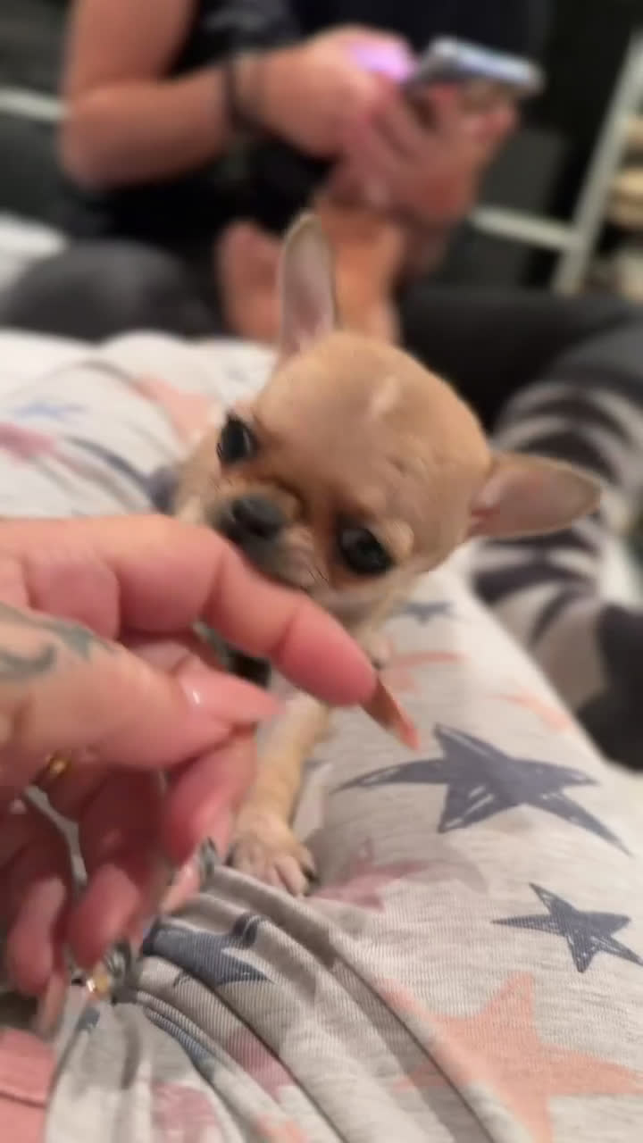 Chihuahua perros en venta: Chihuahua microtoy  - Video 1