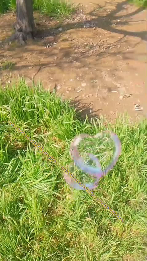 Pomerania perros en venta: Hembras de pomerania enanas  - Video 2