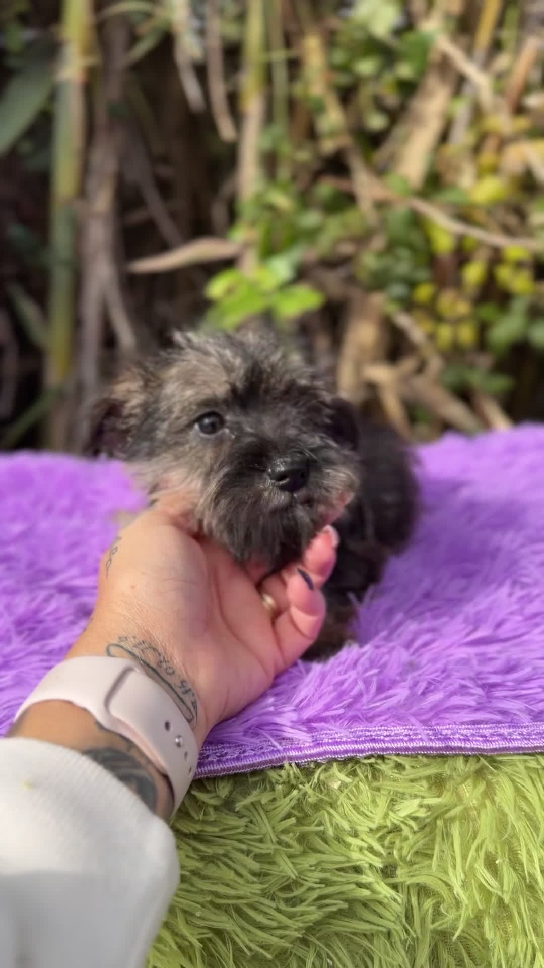 Schnauzer Miniatura perros en venta: Schnauzer miniatura hembra  - Video 1