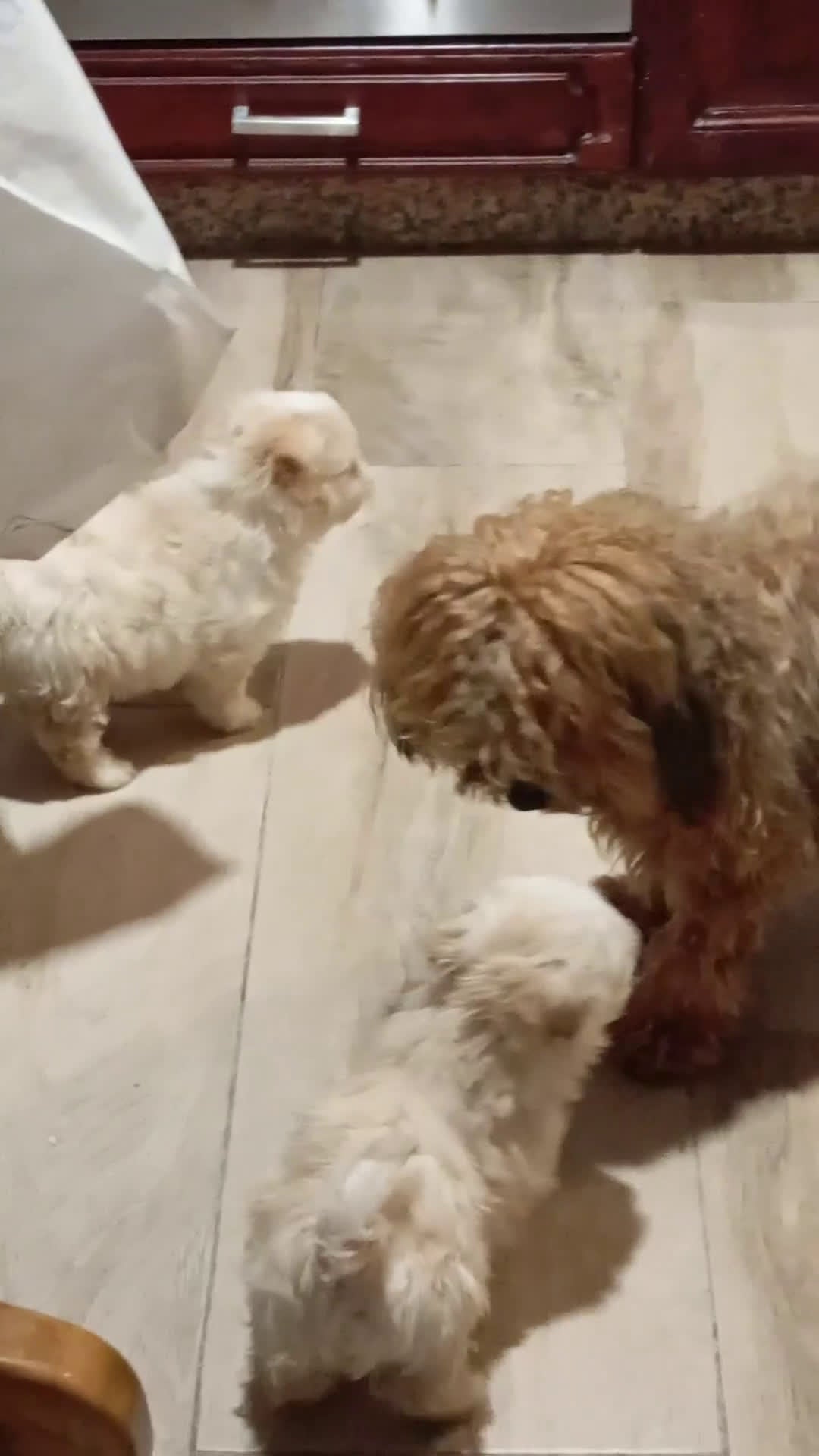 Raza Mixta perros en venta: Bichón maltés maltipoo - Video 2