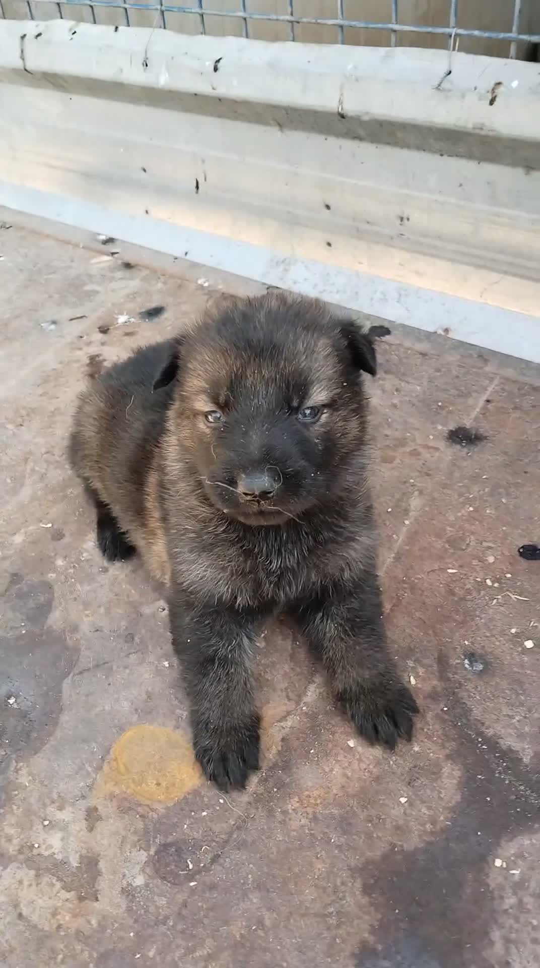 Pastor Alemán perros en venta: Disponible 5 hembras de Pastor alemán  - Video 4