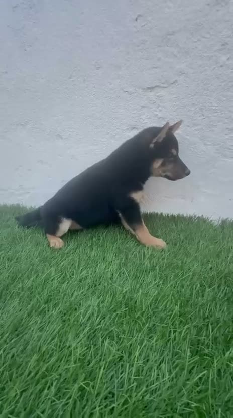 Shiba Inu perros en venta: Shiba Inu - Video 3