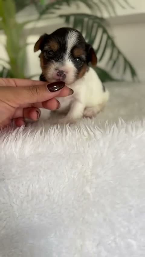 Yorkshire Terrier perros en venta: YORKSHIRE BIEWER  - Video 2