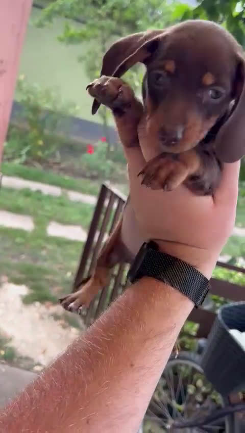 Teckel Miniatura perros en venta: ‼️hembritas de teckel kaninchen - Video 2