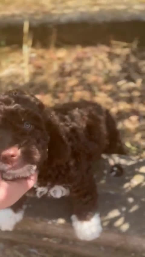Perro de Agua Español perros en venta: Perro de agua español  - Video 1