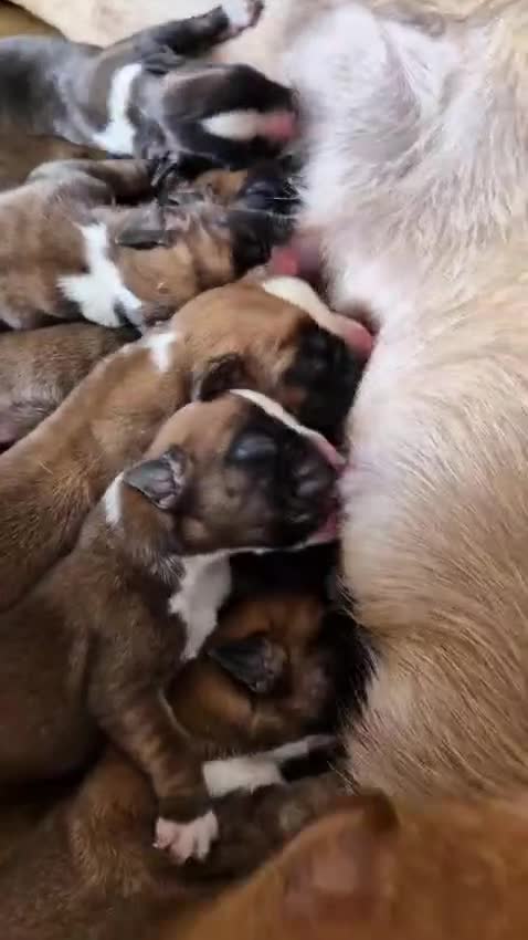 Boxer perros en venta: Cachorros boxer de alta selección  - Video 1
