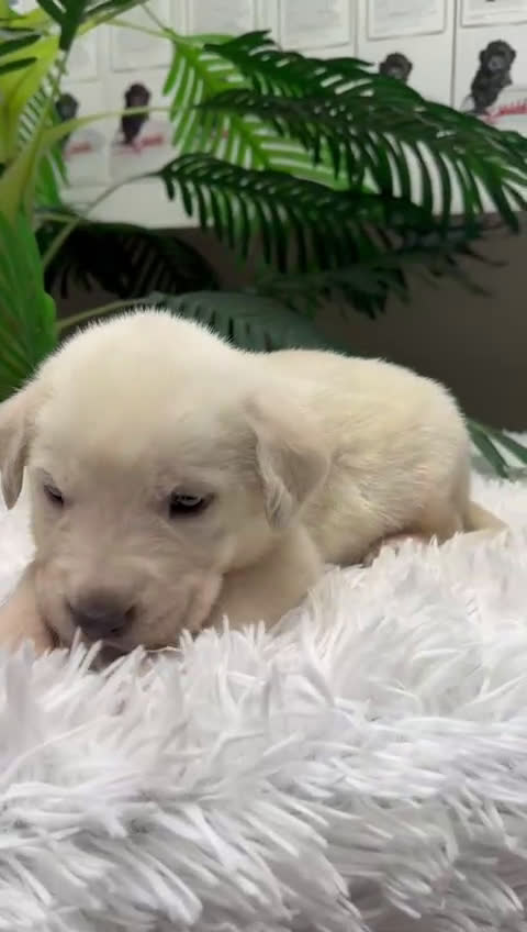 Mastín Español perros en venta: MASTIN ESPAÑOL - Video 3