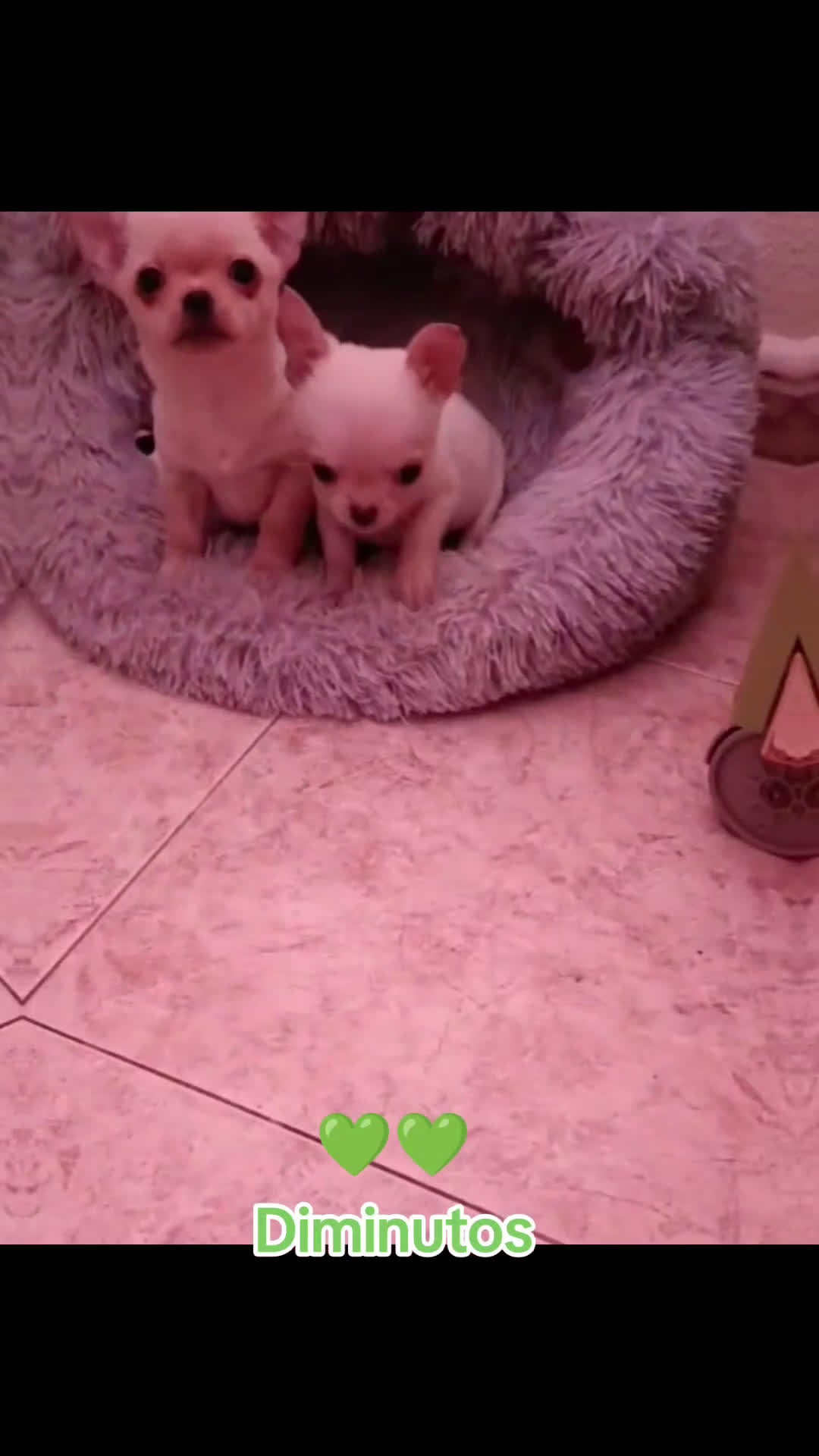 Chihuahua perros en venta: Disponible 2 Machos y 1 Hembra - Video 1