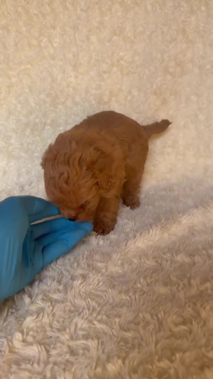 Caniche Toy perros en venta: Machito de caniche toy  - Video 1