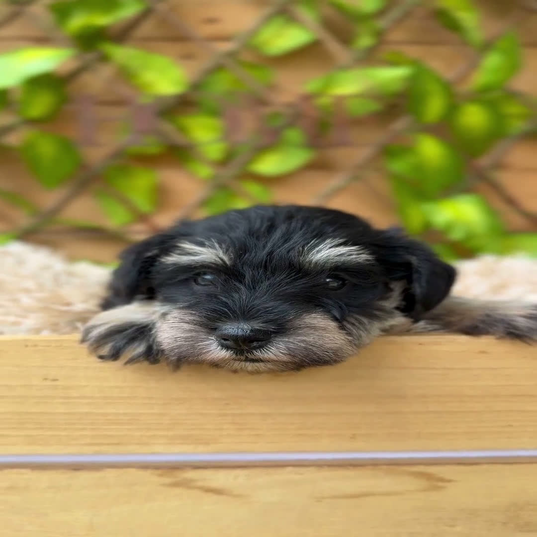 Schnauzer Miniatura perros en venta: Camada de Alba  - Video 2